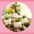 use_eggshell_as_a_planter